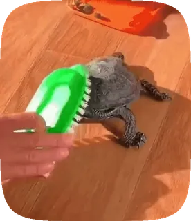 🌟 2857995b черепаха, кисть, животное, чистка, питомец, рептилия telegram sticker