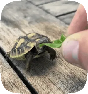 🌟 2e82af89 черепаха, ест, животное, рептилия, питомец telegram sticker