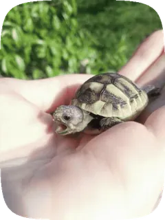 🌟 365c9184 черепаха, животное, рептилия, природа, маленькая черепаха, рука telegram sticker