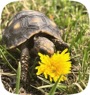 🌼 40c512e0 черепаха, красноногая черепаха, цветок, желтый, животное, рептилия, природа telegram sticker