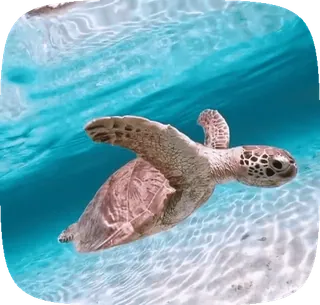 🌟 4ccbd84f морская черепаха, черепаха, океан, море, под водой, животное, дикая природа telegram sticker