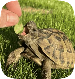 🌟 5f6a90e4 черепаха, рептилия, животное, домашнее животное, милый, дикая природа, природа telegram sticker