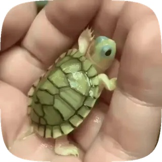 🌟 66d2a0aa черепаха, альбинос, животное, рептилия, милый, питомец telegram sticker