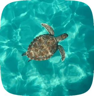 🌟 91aac9b7 морская черепаха, черепаха, океан, вода, дикая природа, животное telegram sticker