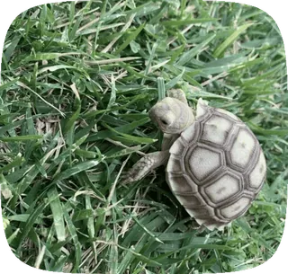 🌟 99d4c2e8 черепаха, животное, природа, рептилия, трава, милый, питомец telegram sticker