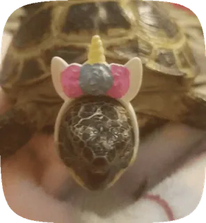 🌟 a3cdb4b8 черепаха, единорог, животное, милый, питомец, рептилия telegram sticker