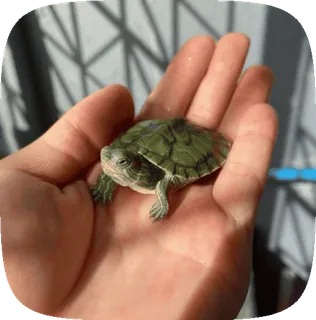 🌟 a4ae3544 черепаха, рептилия, животное, домашнее животное, маленький, милый, рука, дикая природа telegram sticker