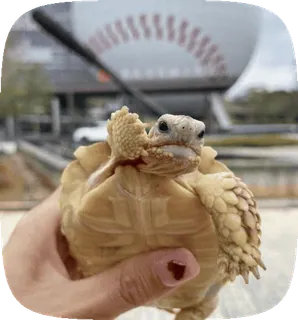 🌟 ae267293 черепаха, домашнее животное, рептилия, животное, милый, альбинос, экзотический питомец telegram sticker