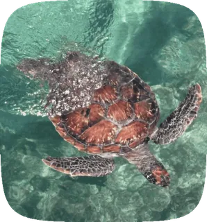 🌟 b7cd92d4 морская черепаха, черепаха, океан, море, дикая природа, животное telegram sticker