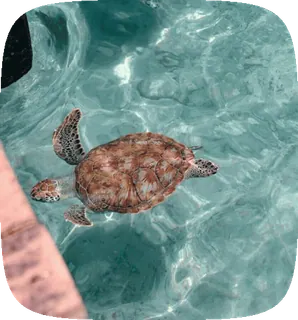 🌟 c2188cf0 морская черепаха, океан, черепаха, вода, животное, море telegram sticker