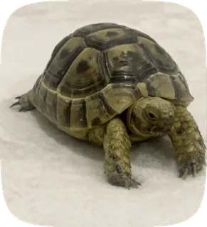 🌟 ddd5c3ad черепаха, рептилия, животное, питомец, панцирь, природа telegram sticker