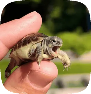 🌟 ef9d4c6f черепаха, рептилия, животное, питомец, милый, маленький, природа telegram sticker