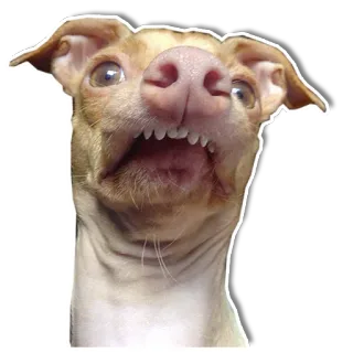 😕 e8e9fc9d собака, смешной, животное, мем, зубы telegram sticker