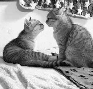 🌟 085b66e2 Kätzchen, Katzen, Tiere, Haustiere, süß, entzückend telegram sticker