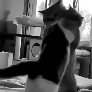 🤗 6bebe2c0 Katzen, Tiere, Kämpfen, Spielen telegram sticker