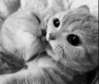 🌟 840941e6 Katze, Haustier, Tier, Katzenartig, Hauskatze, süß, Kätzchen telegram sticker