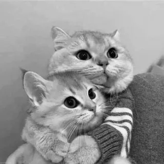 🌟 a606c5cd Katzen, Kätzchen, süß, Tiere, Haustier, häuslich, Katzenartig, Umarmung telegram sticker