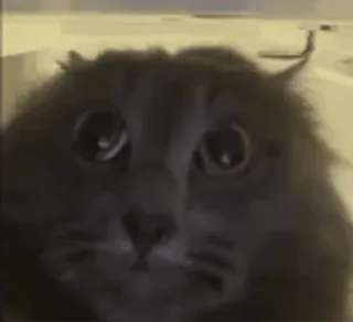 🐱 c3d1bd24 chat, triste, mignon, animal, animal de compagnie, mème telegram sticker