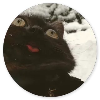 😃 9fa56fab kot, język, czarny kot, śnieg, zima, śmieszne telegram sticker