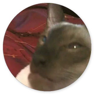 Stupid cats telegram stickers