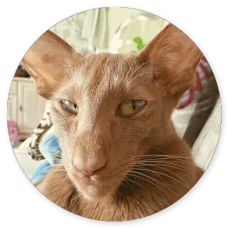 😄 bb711880 kot, zwierzę, kot orientalny krótkowłosy, zwierzę domowe, zwierzę domowe, kotowate telegram sticker