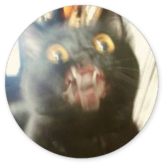 😀 cd70a619 kot, czarny kot, zły kot, syczący, koci, zwierzę telegram sticker