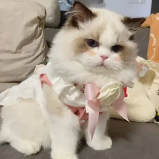 🐾 03466179 Katze, Ragdoll, Haustier, Kleid, süß, Tier telegram sticker