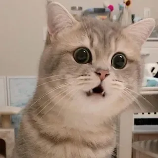 🐾 20fb56f8 Katze, überrascht, süß, Tier, Haustier telegram sticker