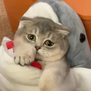 @StrangerCodes 's Cat Pack whatsapp stickers