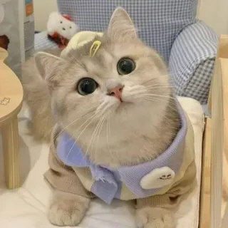 🐾 4694b6ad Katze, süß, Tier, Haustier, Kätzchen, häuslich telegram sticker