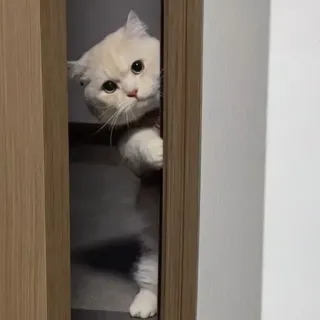 @StrangerCodes 's Cat Pack telegram stickers