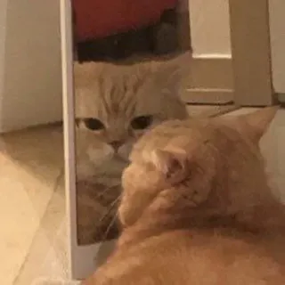 @StrangerCodes 's Cat Pack telegram stickers