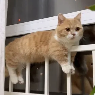 🐾 669eaaa2 Katze, Tier, Haustier, süß, häuslich telegram sticker