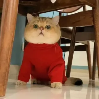 🐾 72881bab Katze, Tier, rot, Pullover, süß telegram sticker