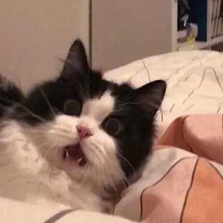 🐾 778c34a9 Katze, schockiert, süß, Tier, Meme telegram sticker