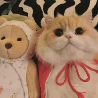 🐾 7fc542d5 Katze, Teddybär, Tier, Haustier, süß telegram sticker
