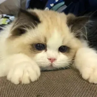 🐾 87b42fe9 Katze, Kätzchen, süß, Tier, Haustier, Haustier telegram sticker