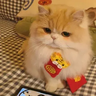 🐾 92209159 Katze, süß, Haustier, Tier, roter Umschlag, chinesisches Neujahr telegram sticker