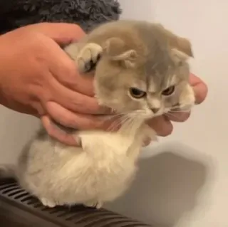 🐾 a74c36aa Katze, Kätzchen, süß, Tier, Haustier telegram sticker