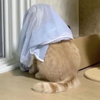 🐾 ad325acb Katze, verstecken, süß, Haustier, Tier telegram sticker