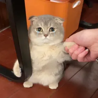 🐾 c54b03f7 Katze, süß, traurig, Tier, Kätzchen telegram sticker