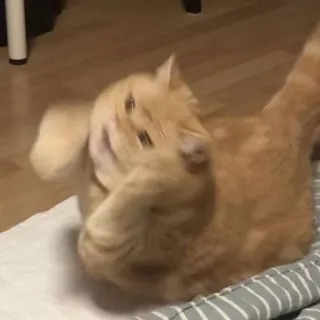 🐾 d92f5de4 Katze, Tier, Haustier, orange, lustig, süß telegram sticker