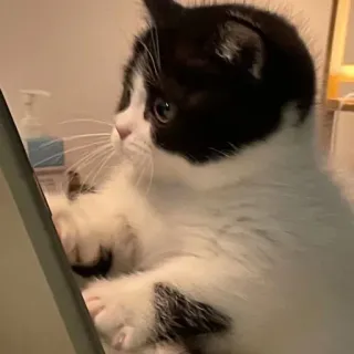 🐾 de04d17d Katze, Kätzchen, Schwarzweiß, süß, Tier telegram sticker