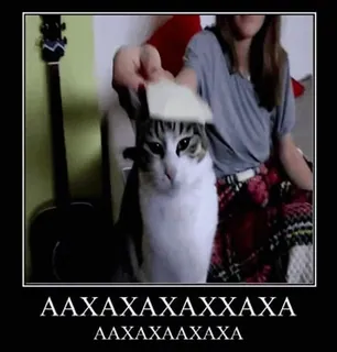 😂 563286a1 AAXAXAXAXAXAXAXA
AAXAXAXAAXAXA gato, gracioso, meme, humor, animal, queso, mascota, chiste telegram sticker