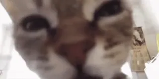 ⁉️ 67fec3f1 gato, animal, mascota, primer plano, animal doméstico telegram sticker