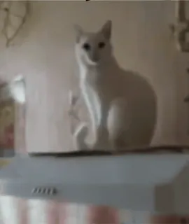 👍 78834664 gato, gato blanco, mascota, animal, felino telegram sticker