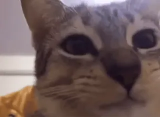 👍 cf8c404b gato, animal, mascota, animal doméstico, felino, mamífero telegram sticker