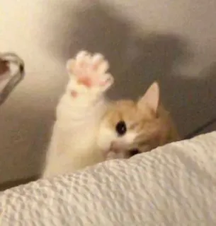 🫶 3765c115 猫, 可爱, 小猫, 爪子, 挥手, 动物 telegram sticker