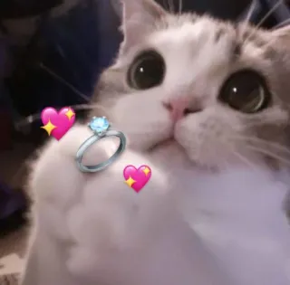 🫶 75f79c8f 猫, 小猫, 宠物, 动物, 戒指, 爱, 心, 可爱 telegram sticker
