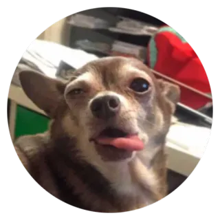 😝 0cceb977 개, 치와와, 동물, 애완동물, 혀 telegram sticker